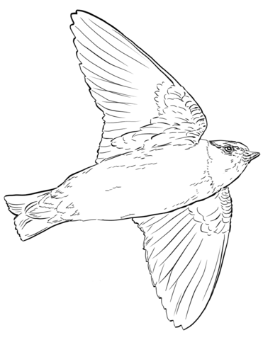 Cliff Swallow In Flight Coloring Page